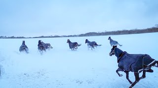 ふかふかの雪に大はしゃぎな馬たち｜Horses with a lot of fun in the fluffy snow｜ヴェルサイユリゾートファーム｜Hokkaido Japan