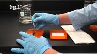 Protein microarray interaction assay
