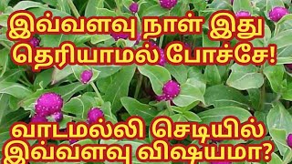 How to grow gomphrena plant from seeds|வாடாமல்லி செடி வளர்ப்பு மற்றும் அதன் பயன்கள்|vadamalli plant