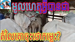 មូលហេតុអ្វីបានជាតំលៃគោចុះម្លេះ?