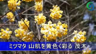 ミツマタ 山肌を黄色く彩る 茂木