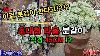 (재업로드)직경45CM초대형라울분갈이 Planta suculenta/Sedum clavatum/fettpflanze/fleshy plant/Potting/多肉植物/换花盆