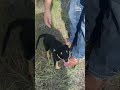 stray puppy on road rescued by passerby