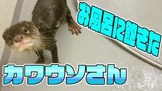 カワウソしゃもじ、お風呂がめんどくさい　The otter which troubles a bath