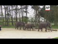 Raw: UK Queen Feeds Bananas to Elephants at Zoo