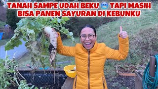 PERTAMA KALI PANEN SAYUR RADISH DI MUSIM DINGIN