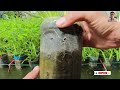 can you believe it the idea of ​​growing hydroponic vegetables with fish. the results are amazing.