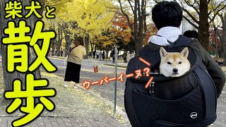 【かわいい】柴犬を犬用リュックに入れて紅葉を見に行ったら面白過ぎた