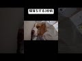 寝落ちする3秒前のビーグル犬