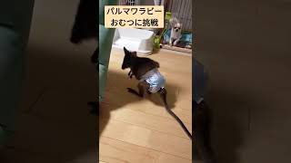 カンガルーにおむつを履かせてみた