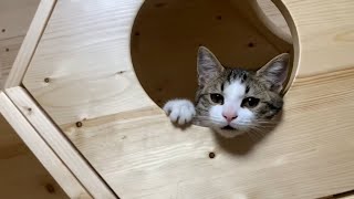 甘える猫の鳴き声がかわいい