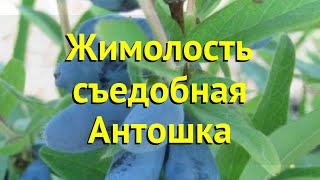 Жимолость съедобная Антошка. Краткий обзор, описание характеристик lonicera edulis Antoshka