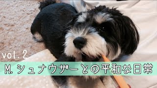 ミニチュアシュナウザーの日常vol.2★歯磨き★おもちゃ