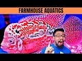 CRAZY FLOWERHORN STORE TOUR!!! | Flowerhorn Care Tips | Farmhouse Aquatics