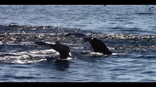 10.2.14 Humpback Whales \u0026 California Sea Lions #Monterey