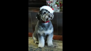 Traveling With Your Puppy | Petite Poinsettia E 04