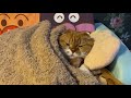 人みたいに寝る子 shorts short ショート 猫動画 ネコ動画 猫 ねこ かわいい おもしろ 癒し cat gato gatto chat katze