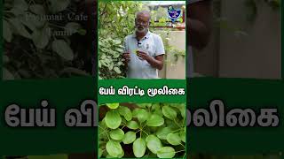 பேய் விரட்டி மூலிகை - Sivakumar | exotic mooligai farm in tamil #mooligai #herbs #herbal