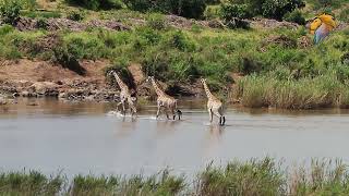 Giraffe Crossing River Full Of Crocodiles | Latest Kruger Sightings | Kruger National Park