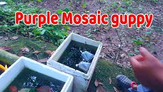 Purple Mosaic guppy പർപ്പിൾ മൊസൈക് ഗപ്പിയെ കുറിച്ചുള്ള വിവരങ്ങൾ ( തുടക്കക്കാർക്ക് ഉപകാരപ്പെടും)