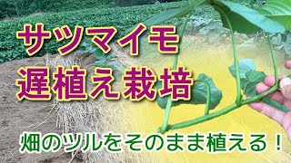 遅く植え付けても大丈夫！立派なのサツマイモを収穫する方法　タネのハシモト