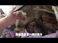 出生3天的小柴犬长得真快呀，肉嘟嘟的像一个肉包子，真可爱。