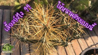 เลี้ยงยังไง?? ให้หนามสวยแบบนี้ | Cylindropuntia hystrix | หนามแสงอาทิตย์ | MookCactus