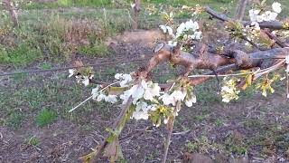 Κερασώνας Early bigi, Gi6 5 ετών. Cherry variety Early bigi, Gi6 5yo.