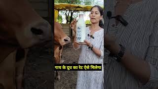 गाय के दूध का रेट ऐसे मिलेगा #gircow #dairyfarm #farmingguruji #milk #shortvideo