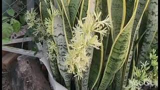 @timsothy6857 🇰🇭ផ្កាប្រទាលព្រះខ័នញី Dracaena trasciata flowers