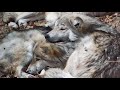 wolves cuddle and comfort one another