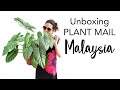 Unboxing Tropical Plants: Alocasia, Begonia, Caladium