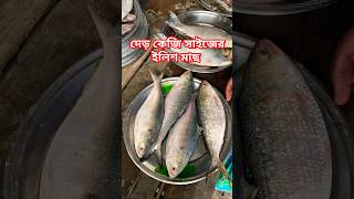 বিশাল সাইজের ইলিশ মাছ দাম কত হতে পারে শুনে নেন। #fish #ইলিশমাছেরদাম #ইলিশমাছ