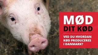 AFSLØRING: SÅDAN PRODUCERES KØD I DANMARK!