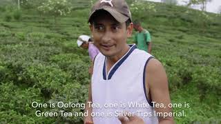 Tea harvesting Process India ( برداشت چای در هندوستان)