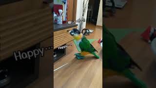 【シロハラインコ】嬉しくて振動する変な鳥〔Caique parrot that are fun to play with blocks〕