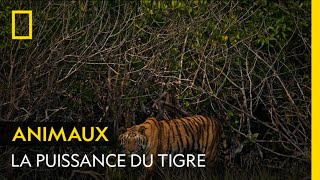 L'incroyable puissance du tigre en images