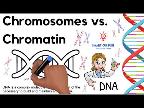 What is the relationship between chromatin and chromosomes gizmos?