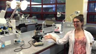 BIOL 101 Compound Microscope