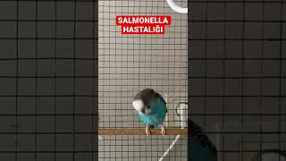 MUHABBET KUŞU SALMONELLA KAFA SALLAMA HASTALIĞI #budgie #muhabbetkuşu #love #bird