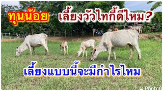 ทุนน้อย เลี้ยงวัวไทกี้ วัวพื้นเมืองดีไหม เลี้ยงแบบนี้จะมีกำไรไหม? #เลี้ยงวัวพื้นเมือง #วัวไทกี้