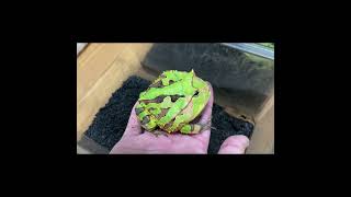 おぉ飛び掛かってくる　アマゾンツノガエル　Surinam Horned frog　Ceratophrys cornuta　#shorts #shortsvideo