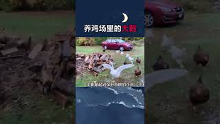 为什么养鸡场都需要大白鹅？揭秘禽畜养殖的智慧选择！  #禽畜养殖 #大白鹅 #科普视频  #科学解释#科普解析 #科普  #冷知识#science    #shorts