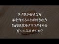 この後24時から開催【土日にしか買えない 神聖なヌメクロコダイルシリーズ】こんなに育ちます！最強のヌメ革「生クロコダイル」の経年変化《youtube限定裏メニュー》＃ヌメ革 クロコ 池田工芸