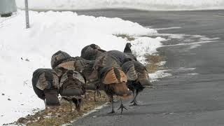 Le dodo des dindons sauvages dans un arbre! The wild turkeys sleep in a tree! 🦃🦃🦃