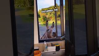 This male donkey miss his wife so much 🥹💕 #wholesome #heartwarming #stories