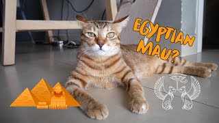 Cat VS Human speed test! Is my cat an Egyptian Mau Breed?