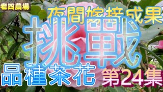 開箱2022年品種茶花第24集(挑戰夜間嫁接成果)！【老四農場】[Camellia japonica][カメリア]｜請開啟CC字幕｜