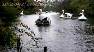 Japan Trip 2012 Tokyo Swan boat Inokashira Park Pond (6)