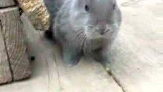 Fluffy Grey Bunny